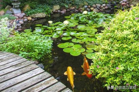 魚池植物|如何打造戶外魚池並保持水質